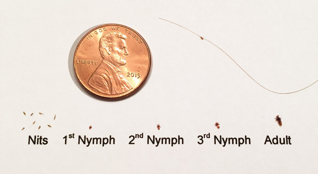 Lice Life Cycle